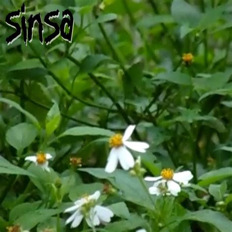 Sinsaenum Premieres New Single & Music Video 'Last Goodbye'